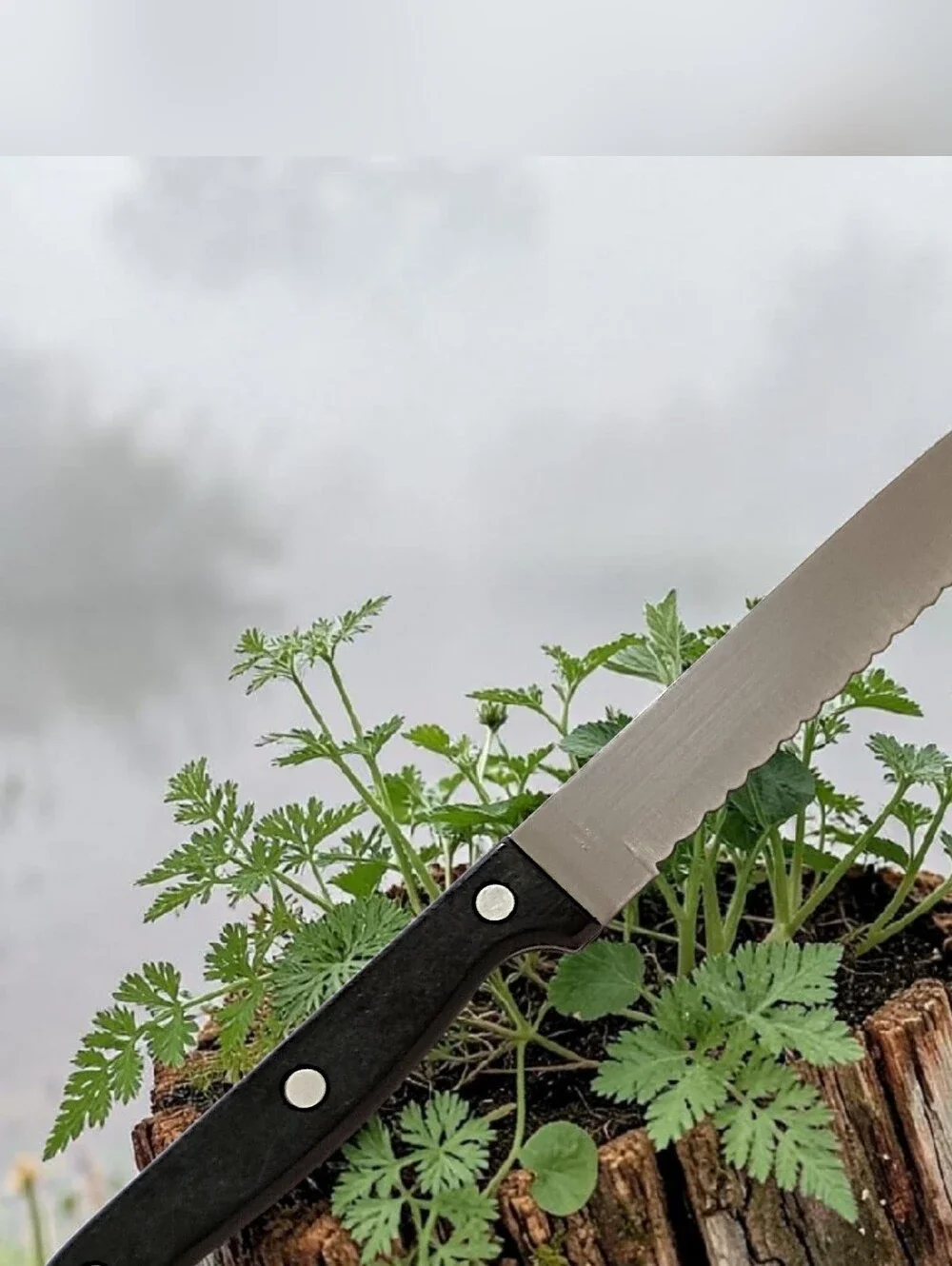 Ginsu kiso serrated